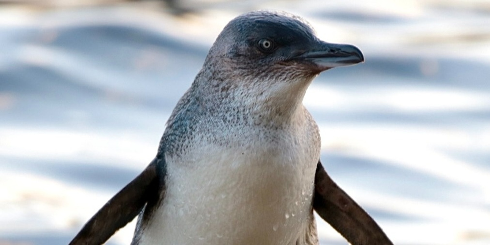 Banner image for Coffee & Conversations - Manly's Little Penguins