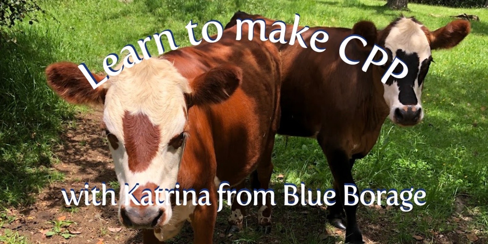 Learn how to make Biodynamic CPP (Cow Pat Pit preparation)
