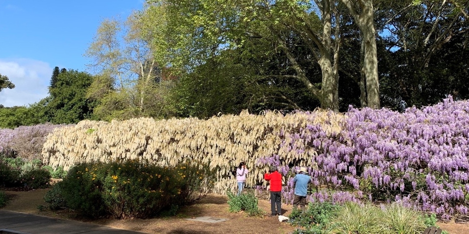 Banner image for Adelaide Botanic Garden Guided Walk