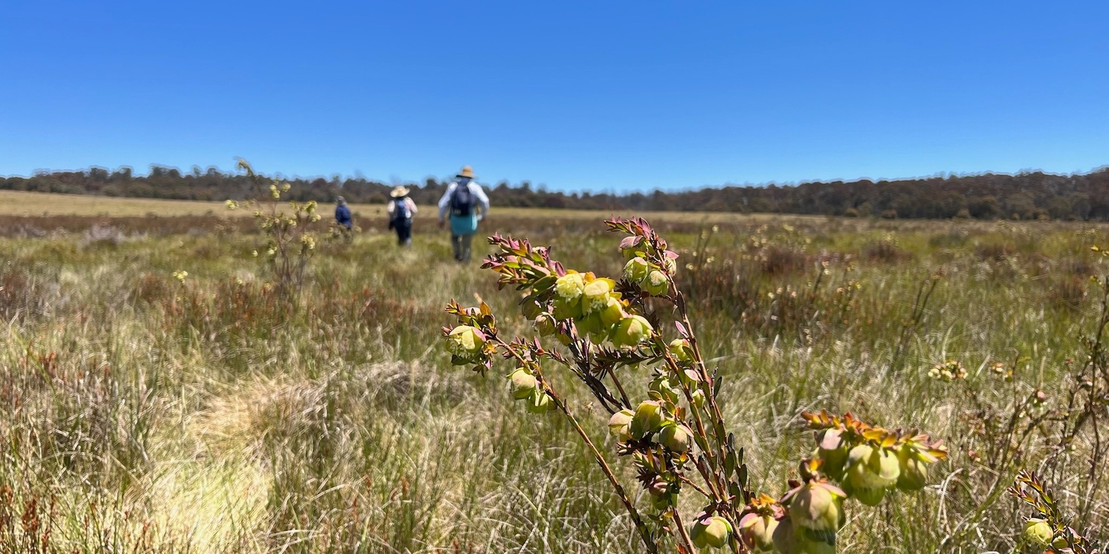 Banner image for Montane Peatlands  Walk and Talk - BCT Event