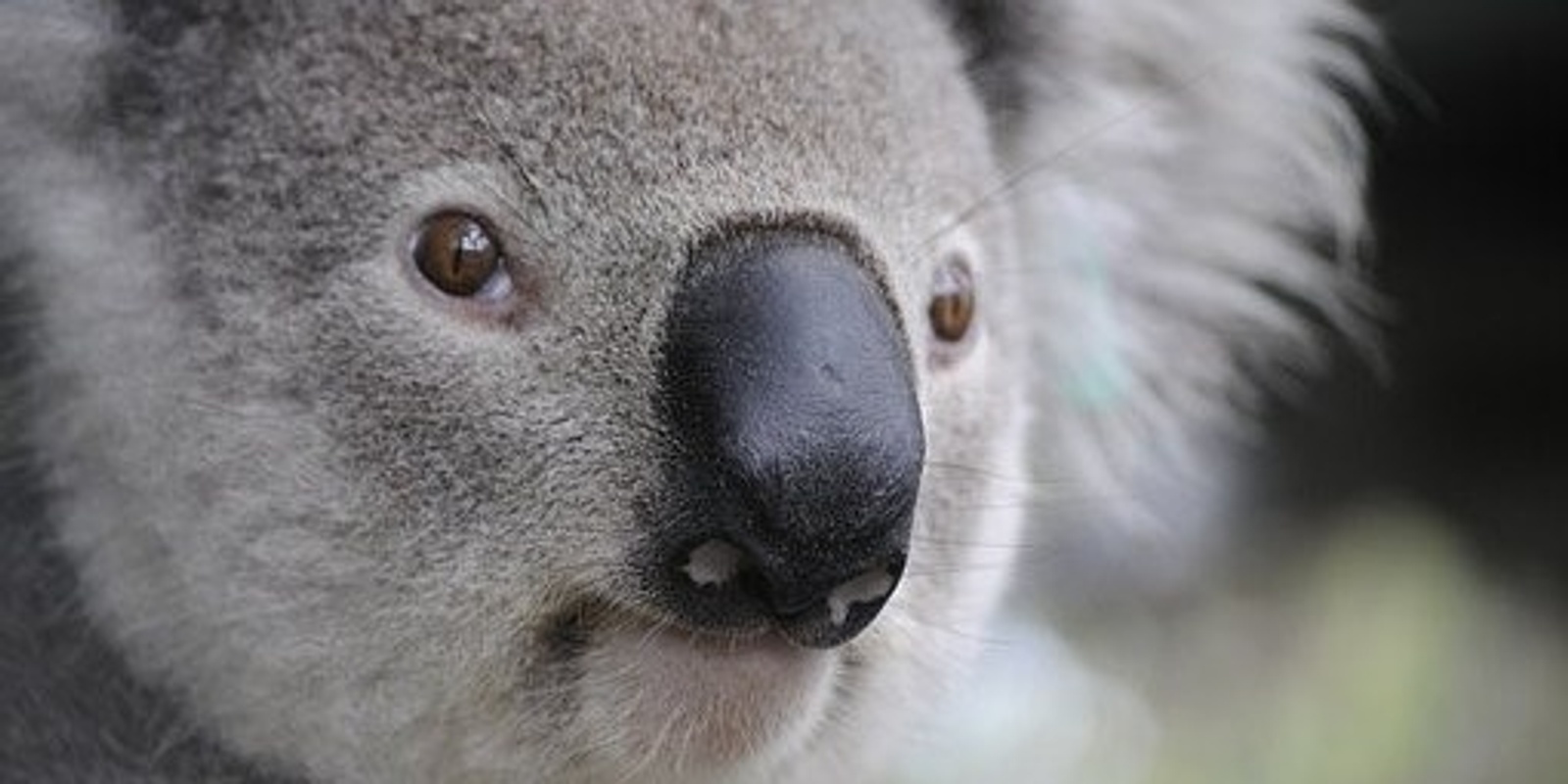 Banner image for Crows Nest Community Koala Awareness and Action Day