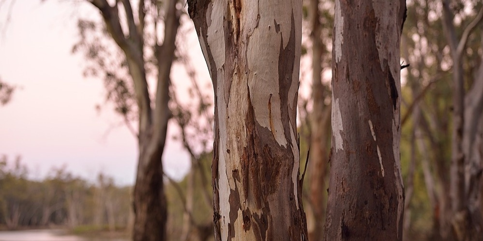 Banner image for Reflections on River Red Gum - Exhbition Launch