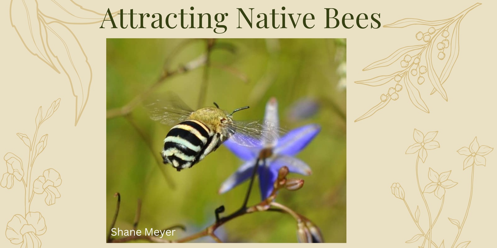Banner image for World Bee Day: Attracting Native Bees
