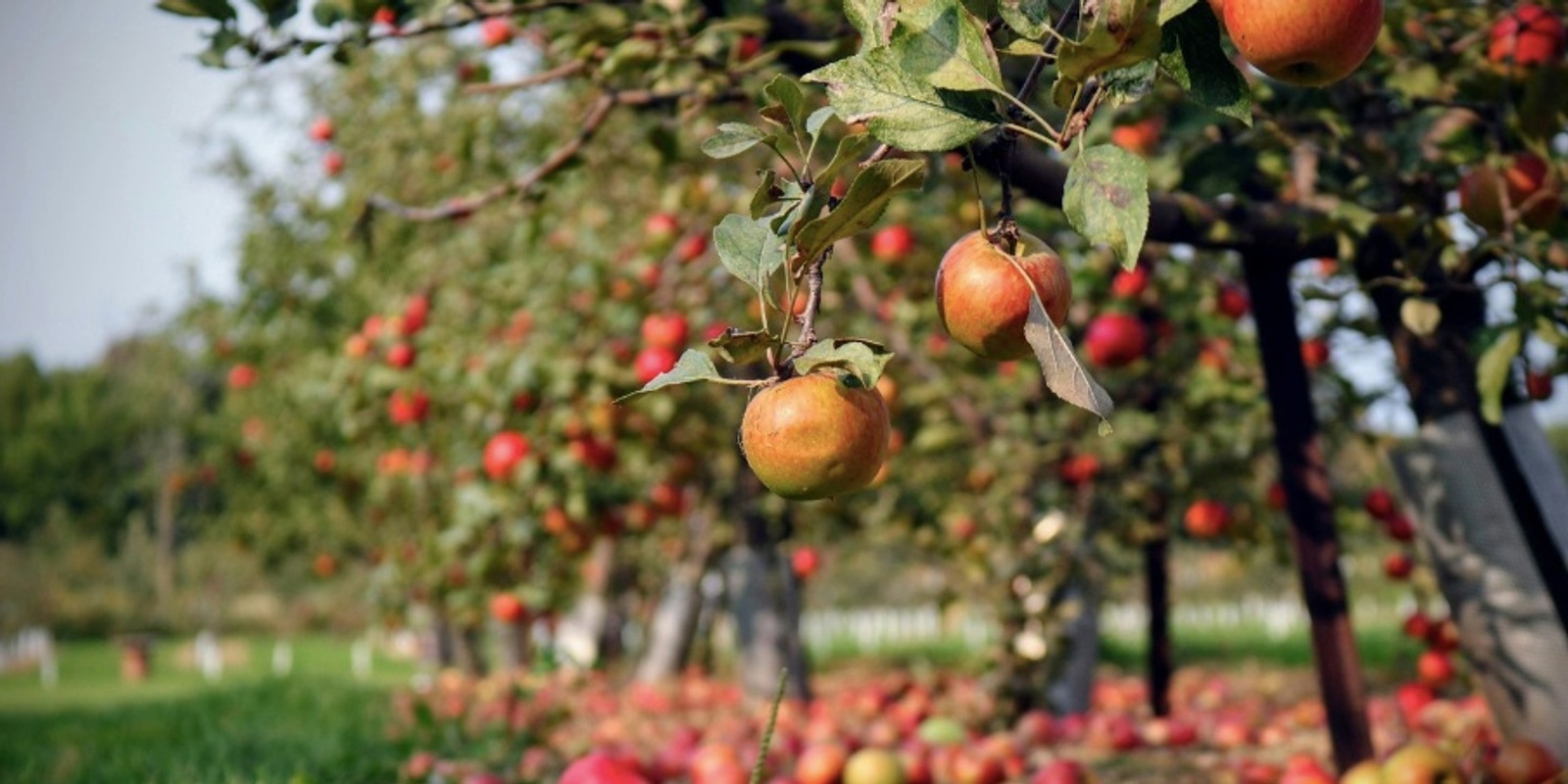 Banner image for Fruit tree grafting with Donal 