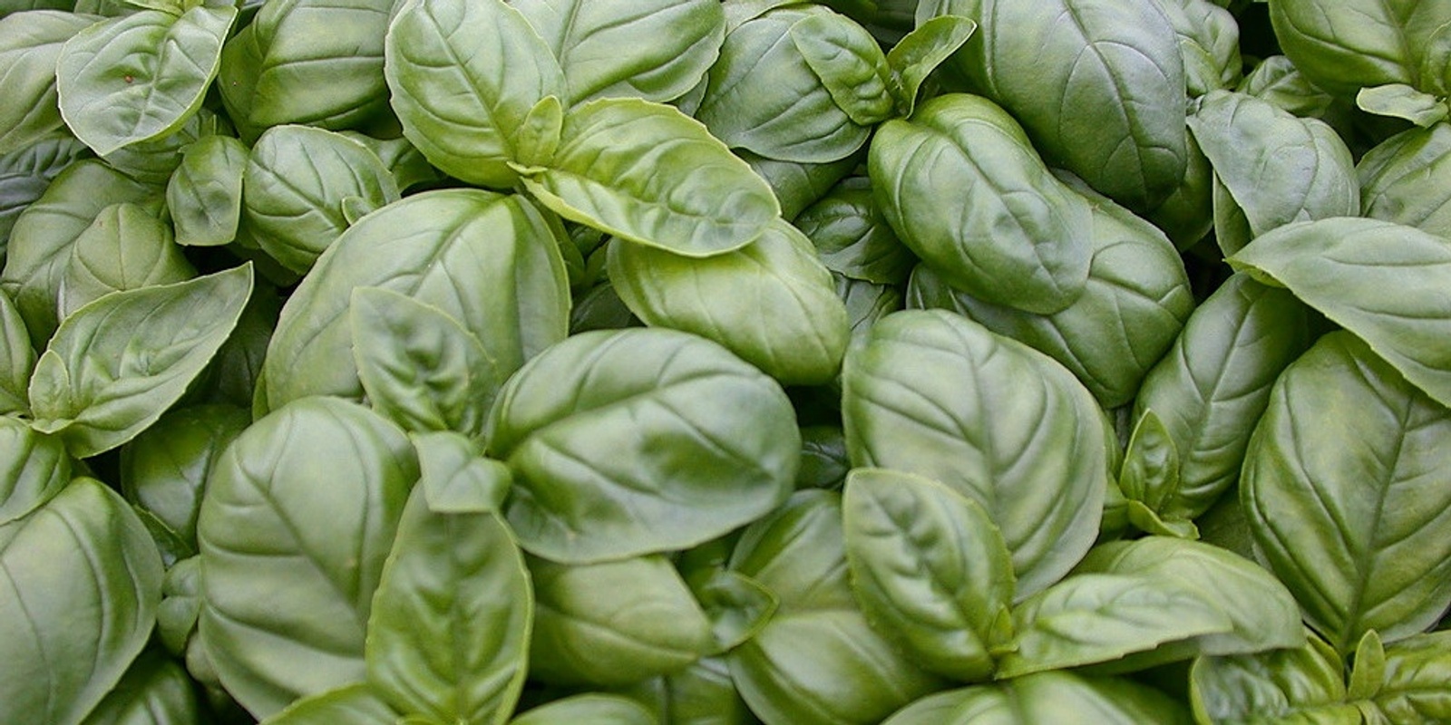 Banner image for Herbs for Kitchen & Garden - online