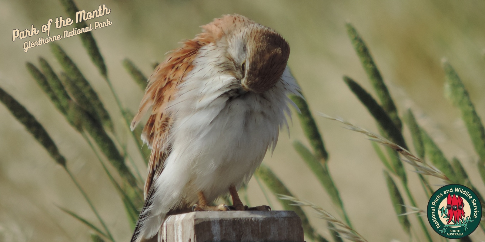 Banner image for Birds for Beginners at Glenthorne National Park – Ityamaiitpinna Yarta