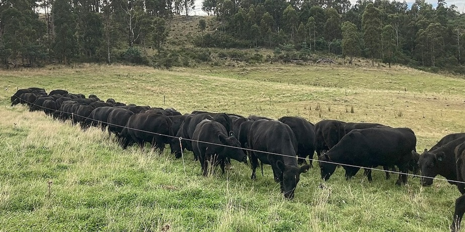 Paddock Scale Grazing Trials at Copping