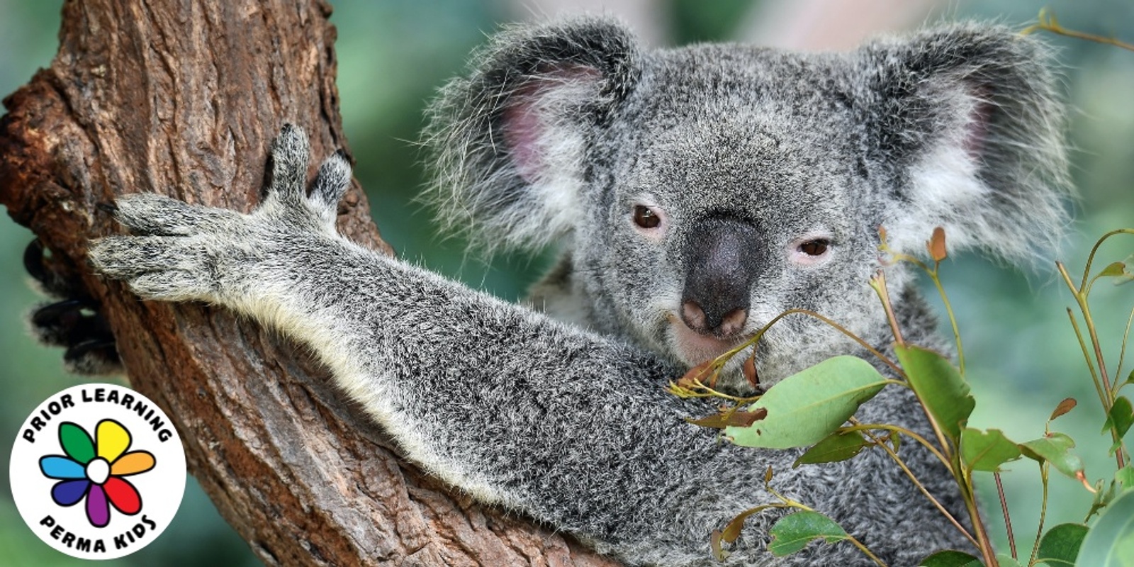 Banner image for FREE Beary Fun Activities for Koala Month!