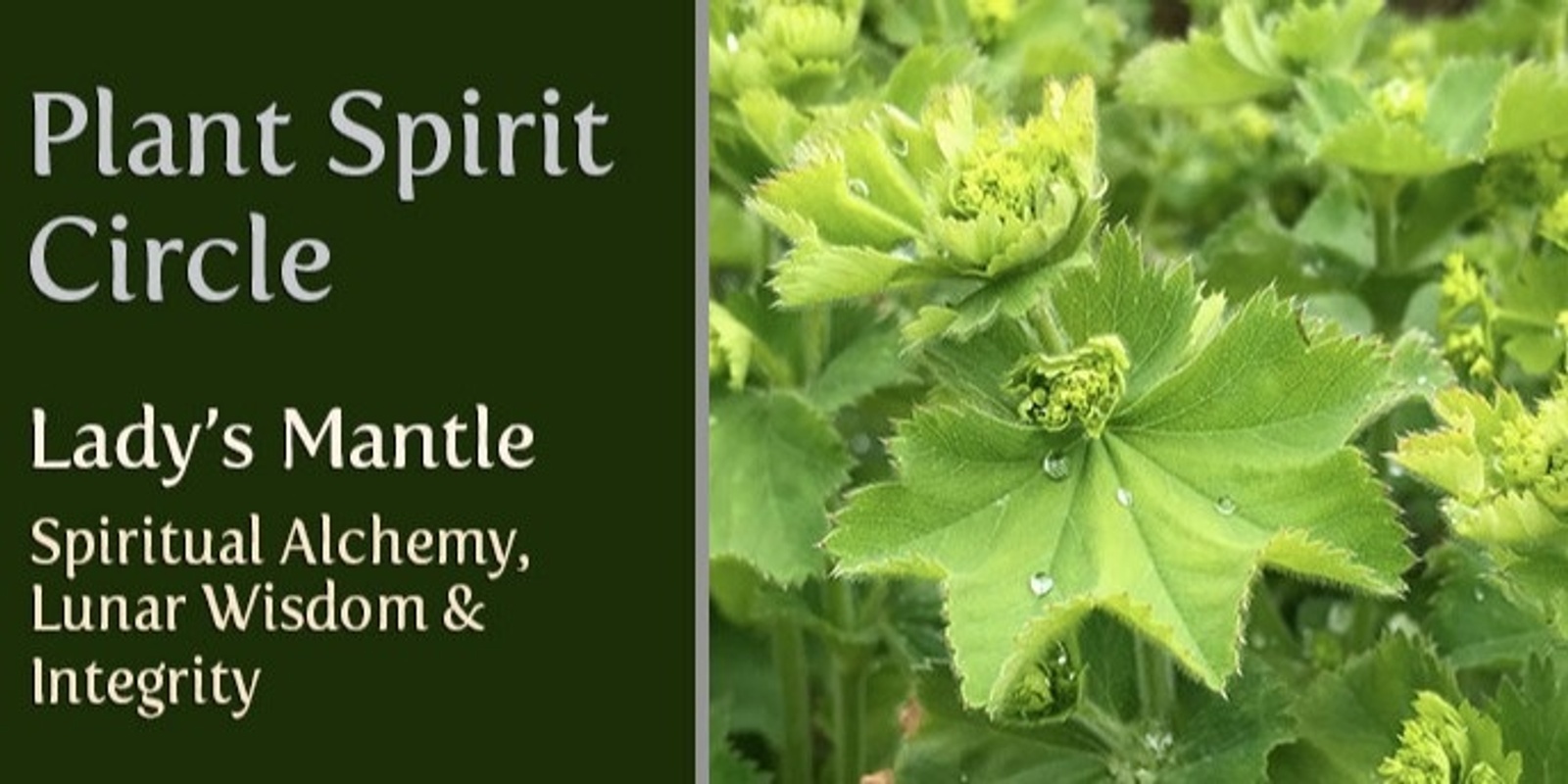 Banner image for PLANT SPIRIT CIRCLE - Lady's Mantle