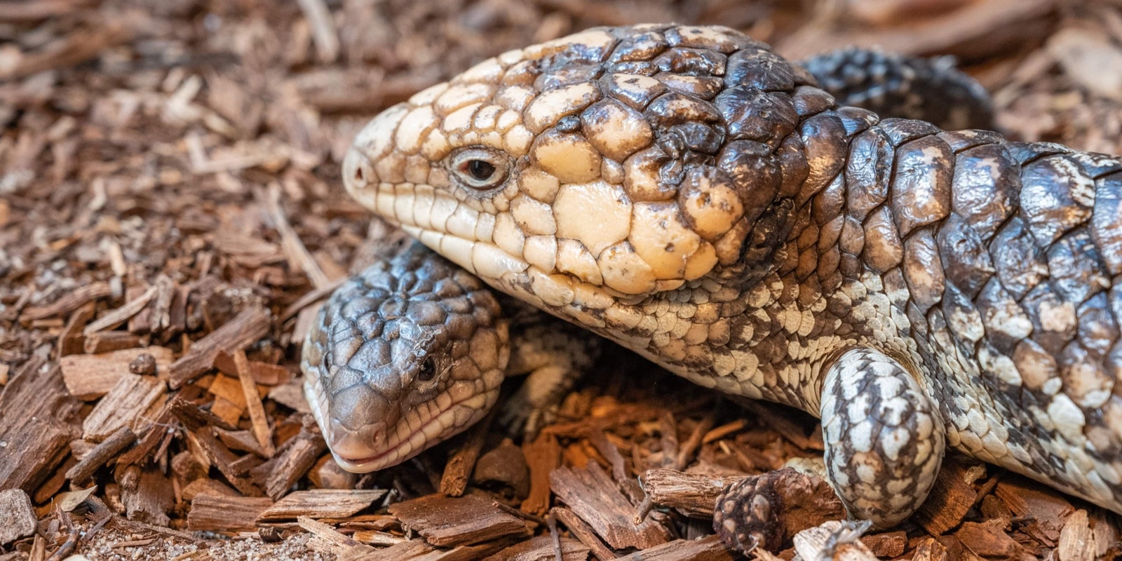 Banner image for Secret Life of Reptiles — GET WILD ABOUT WETLANDS