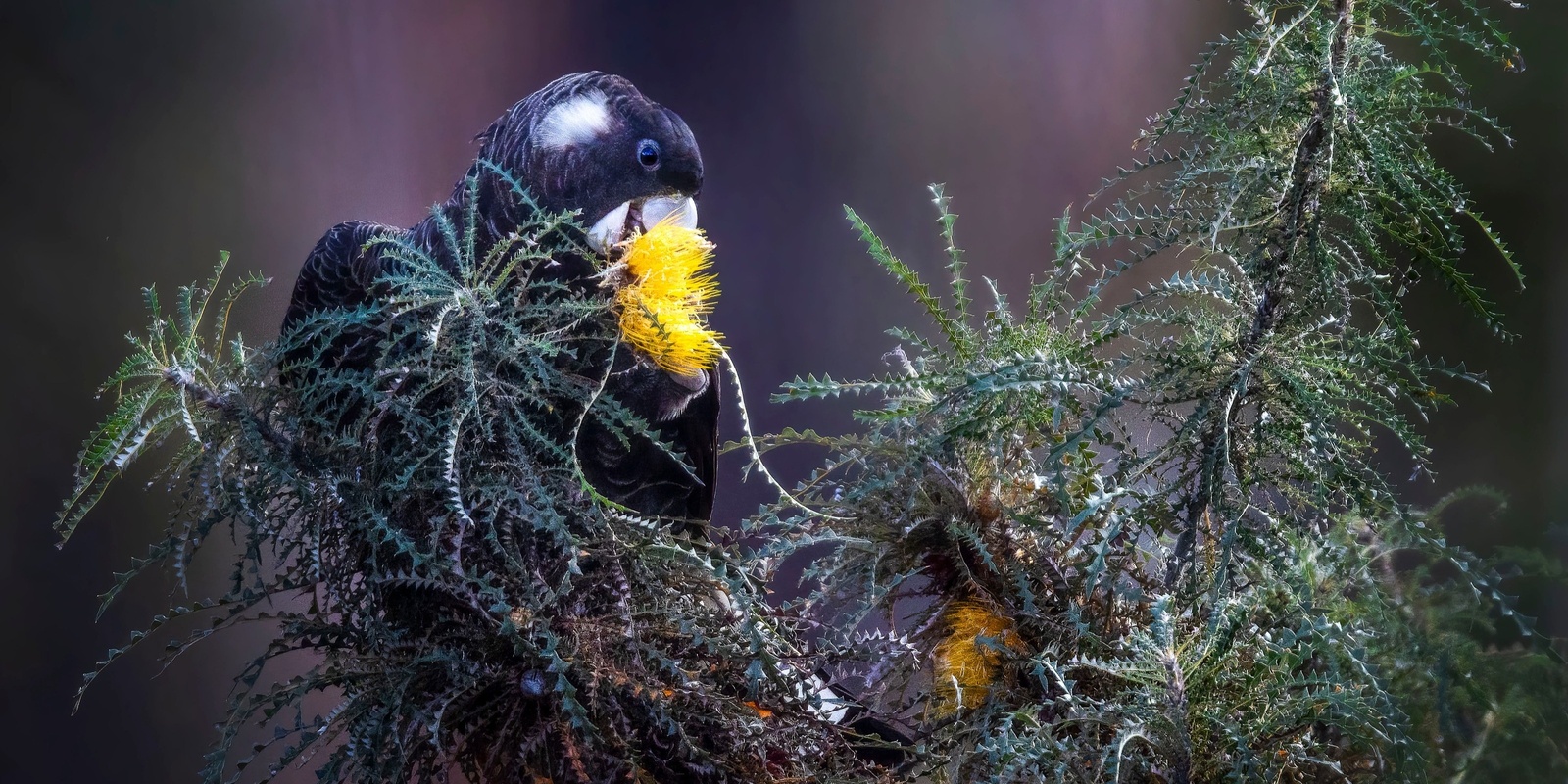 Banner image for Bird Photography in the Fitzgerald Biosphere with Georgina Steytler