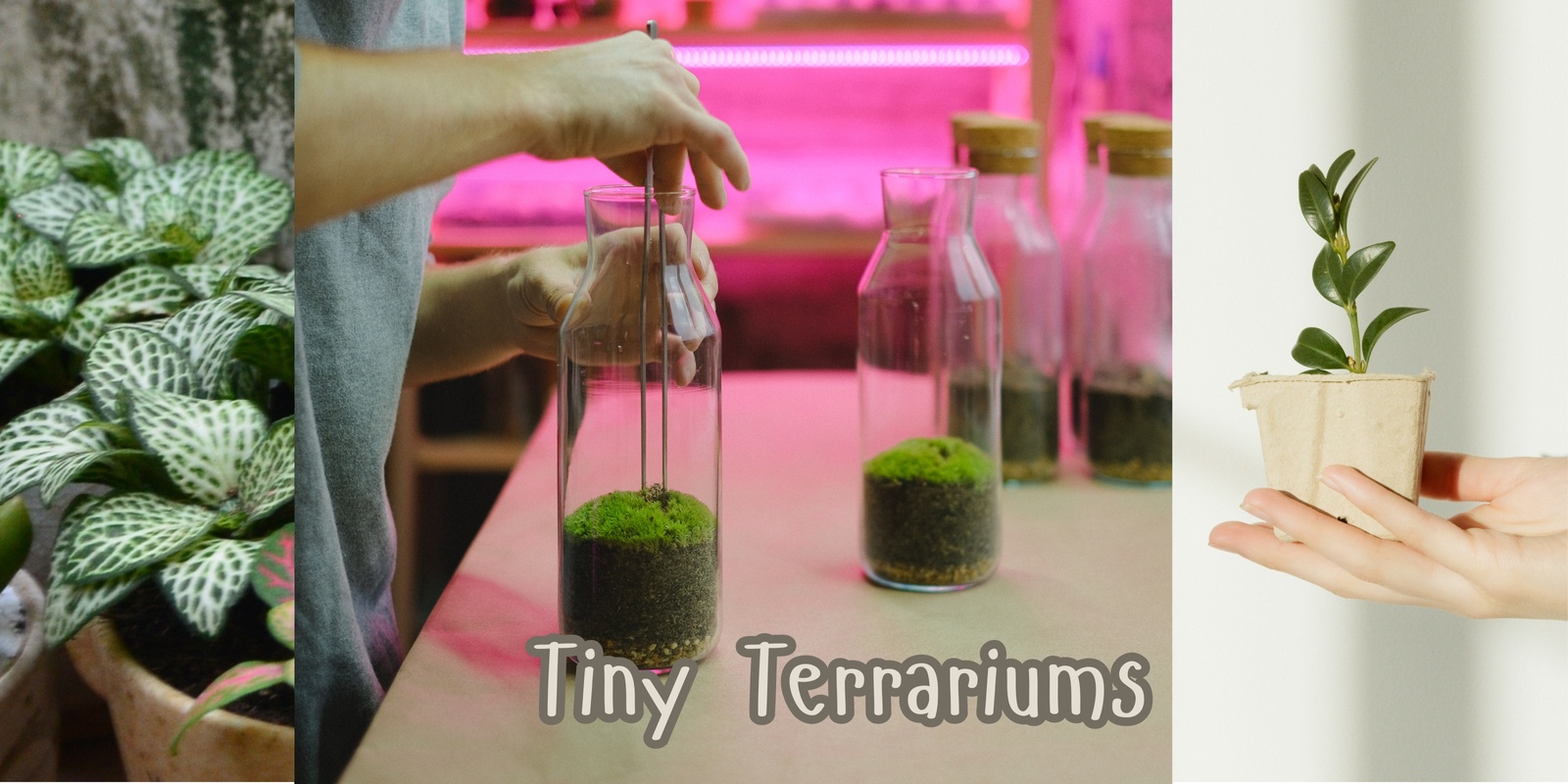 Banner image for Tiny Terrariums