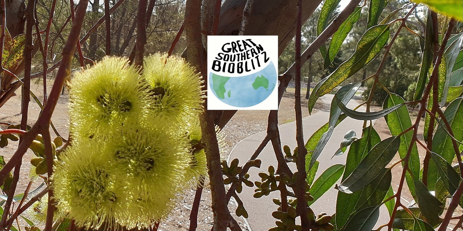 Banner image for #GSB23 - Bioblitz in North Adelaide's Parks 3, ,4 and 5