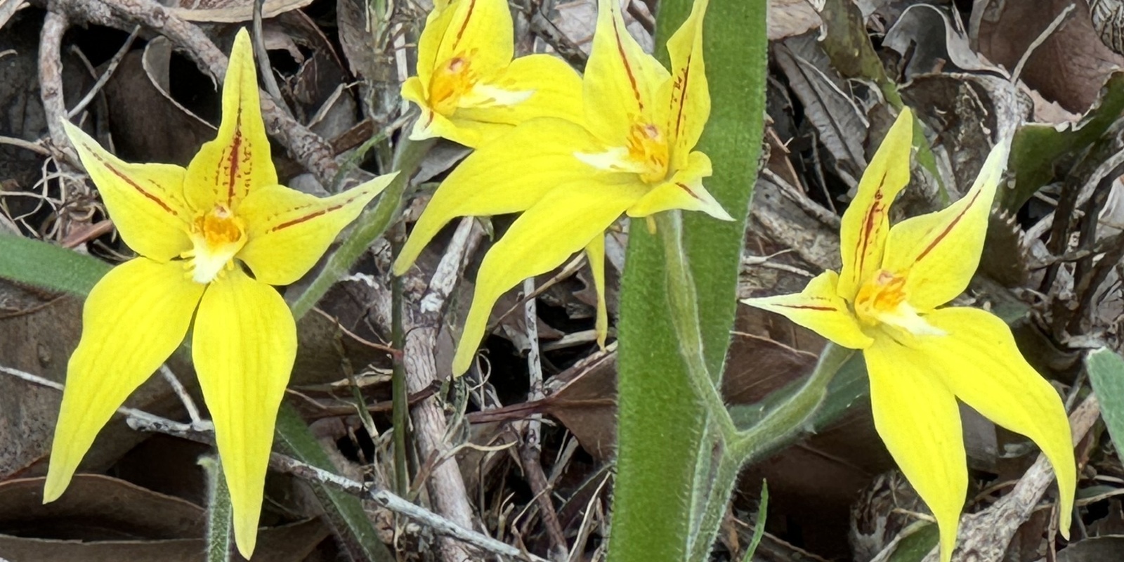 Banner image for Guided Wildflower Walk at Wireless Hill