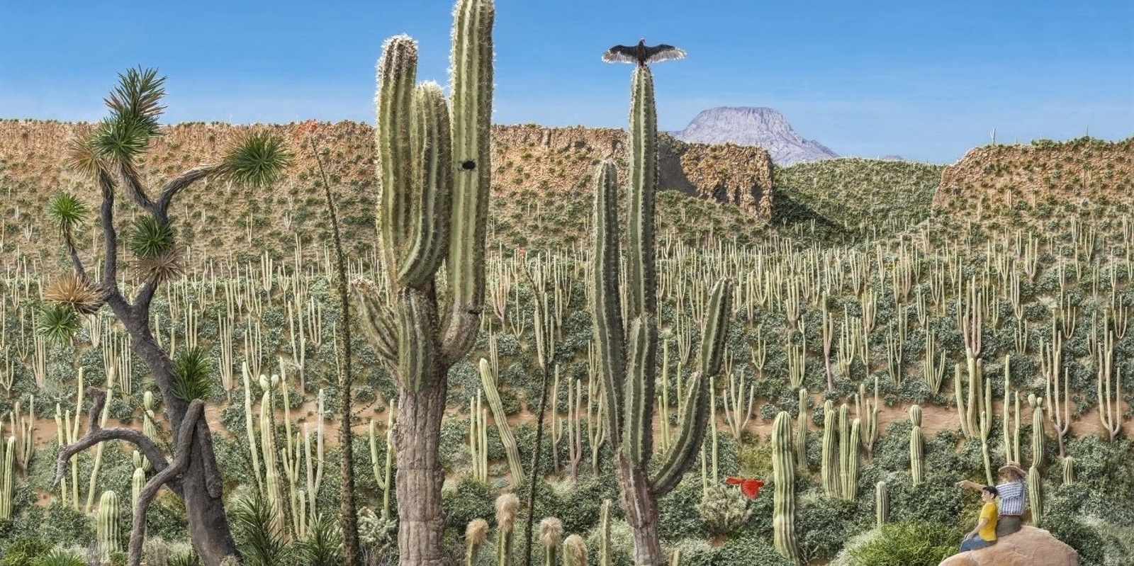 Banner image for Exhibition Launch: Jeannie Baker's Desert Jungle 