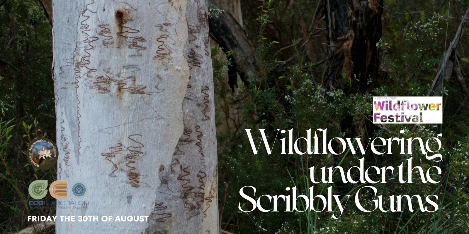 Banner image for Wildflowering under the Scribbly Gums