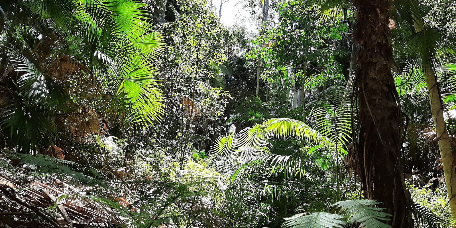 Banner image for Private group Nature Connection session at Alex Forest