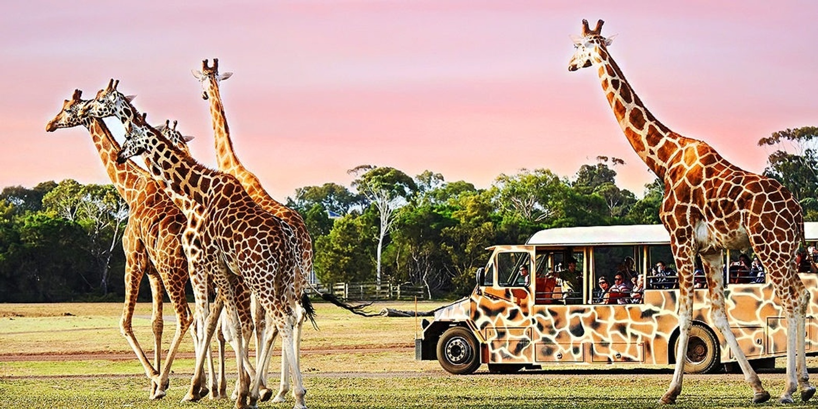 Banner image for Werribee Open Range Zoo Bus Trip - City of Ballarat Ageing Well Services