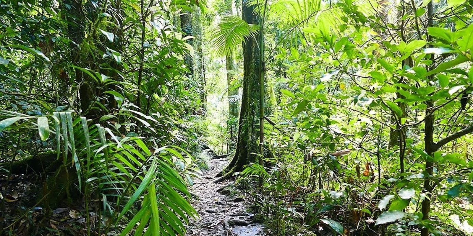 Banner image for Warrie Circuit (Springbrook National Park)
