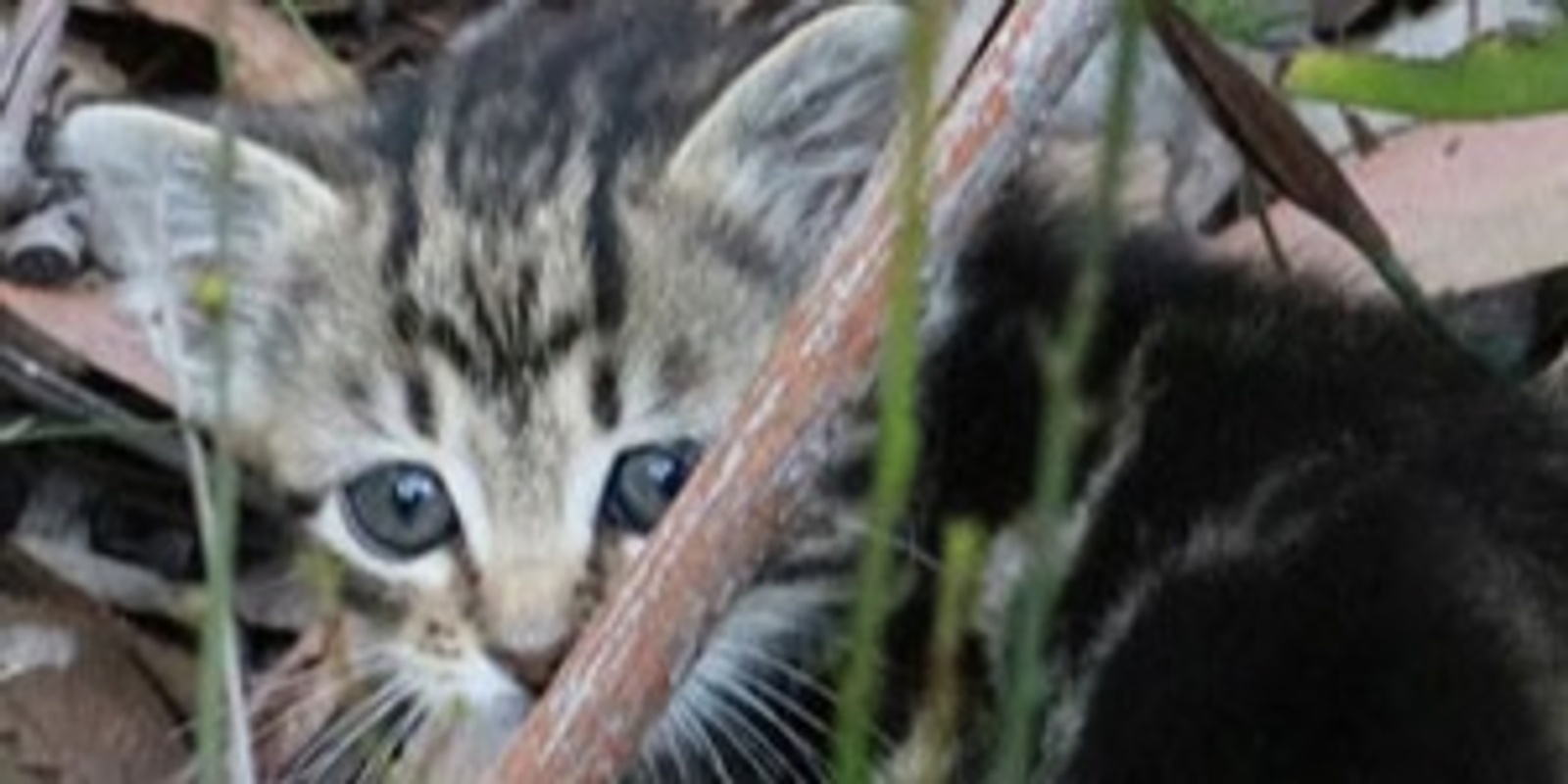 Banner image for Who let the cat out? A national overview of cat impacts, curfews and the case for change.