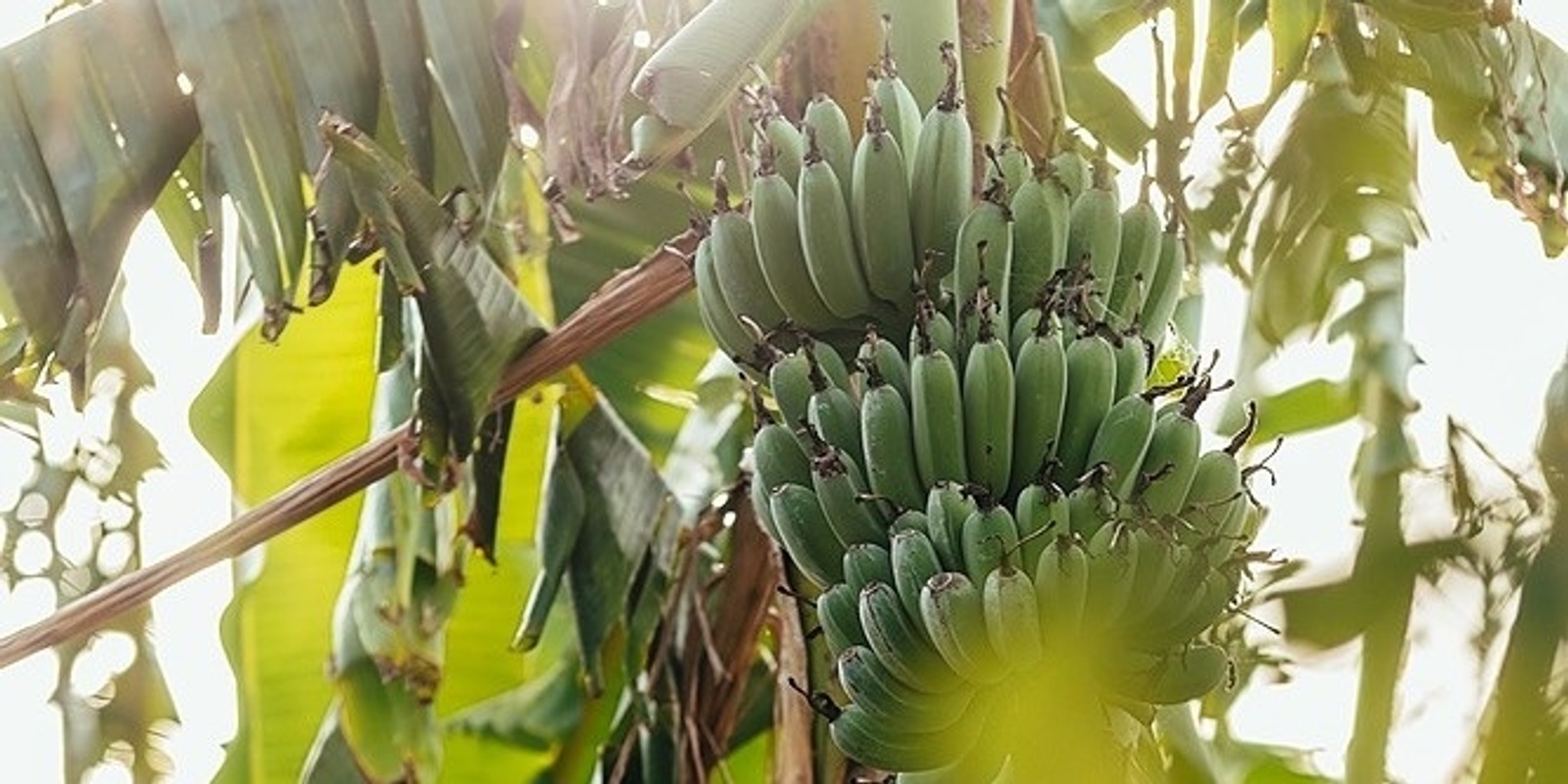 Banner image for Bountiful Bananas, with Ellen Schindler