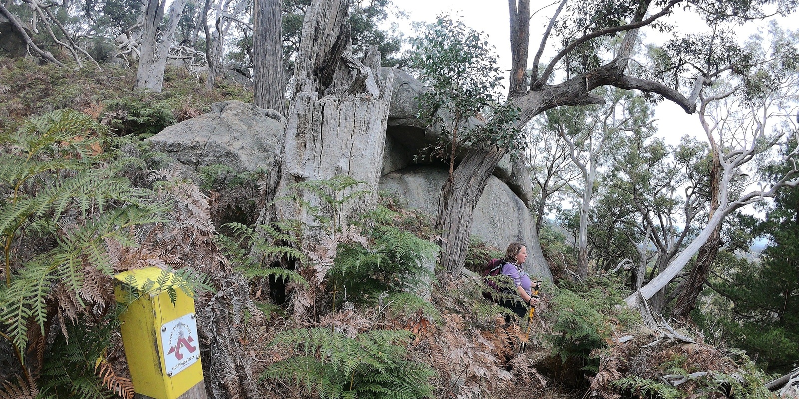 Banner image for Mt Alexander (Leanganook) West Spur and Cidery walk - Grade 4 (medium)