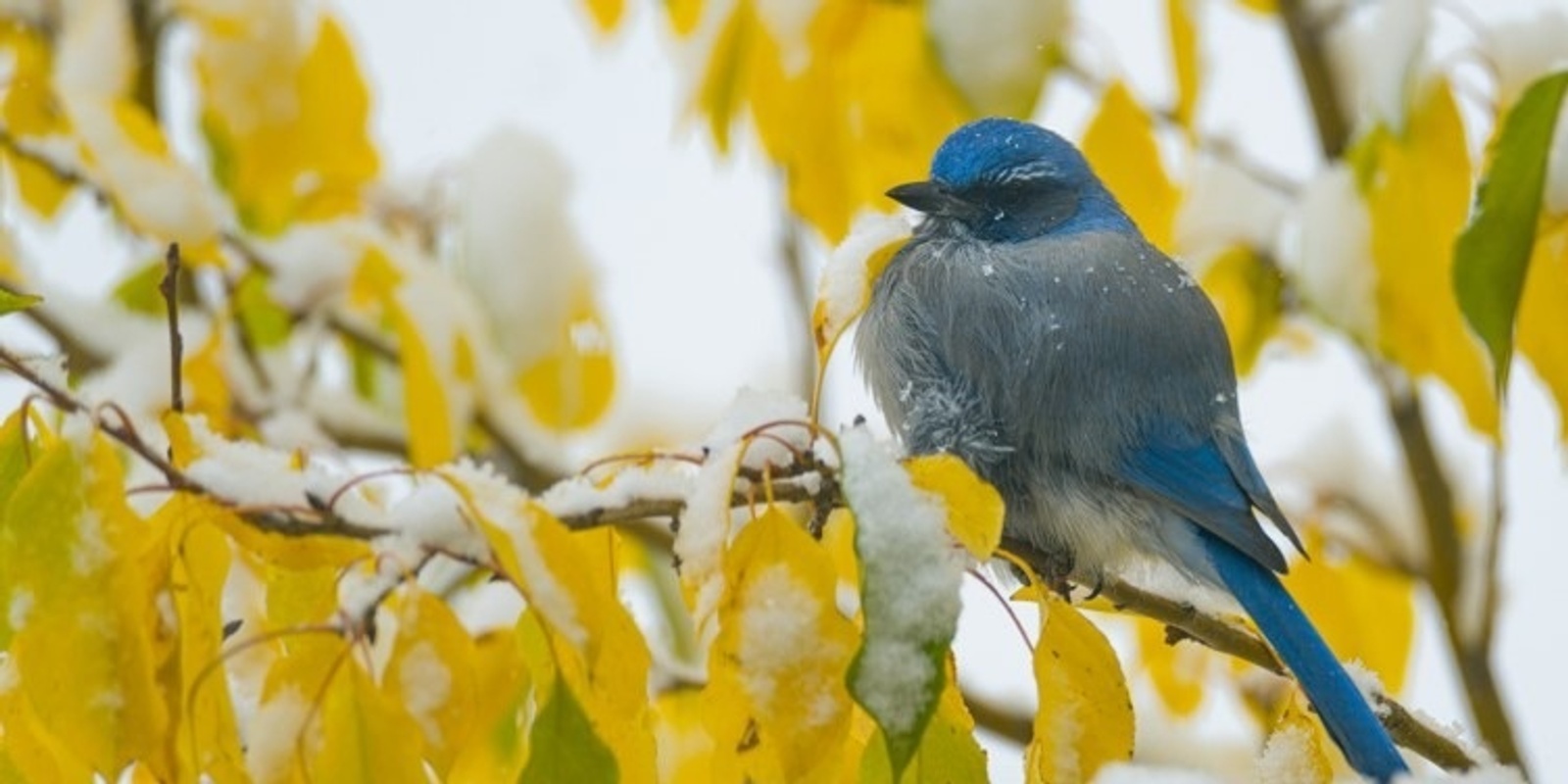 Banner image for DLC Watercolor Class- Winter Birds