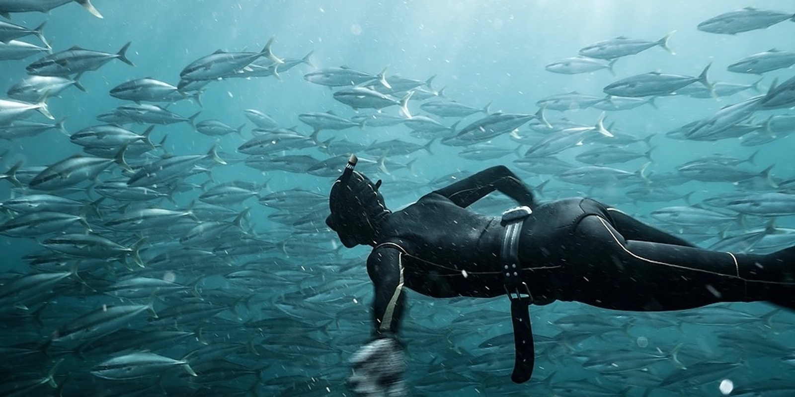 Banner image for Broughton Island Freediving & Camping Adventure