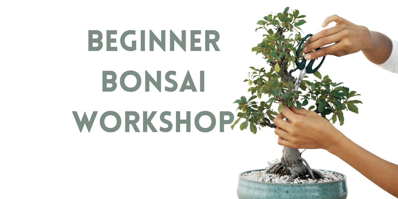 Banner image for Beginner Bonsai 