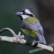 BirdLife Southern NSW's logo