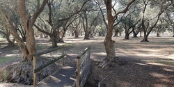 Banner image for Guided Walk through the ancient Olive Groves (Parks 7 and 8)