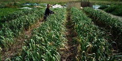 Banner image for Planting & Cultivating Garlic