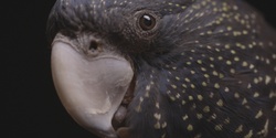Banner image for Black Cockatoo Crisis Movie