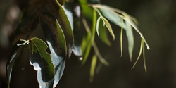 Banner image for Regen Gippsland - Screening of Regenerating Australia