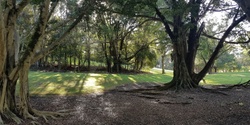 Banner image for Discovering Nature Locally - Guided Nature Therapy Walk