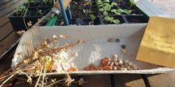 Banner image for Volunteer Session 2 - Growing from Seed & Companion Planting