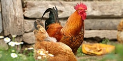 Banner image for Keeping Chickens in your Backyard