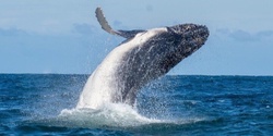 Banner image for Whale Watching Express