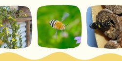 Banner image for Learn about Native Bees & other pollinating insects with the Adelaide Pollination Project
