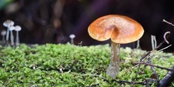 Banner image for Our Fabulous Fungi And Fungi4Land Talk 