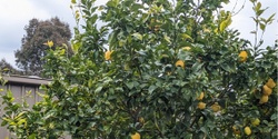 Banner image for Growing Fruit Trees