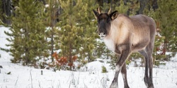 Banner image for Saving Mountain Caribou, One of North America's Most Endangered Species