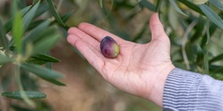 Banner image for Olive picking and preserving