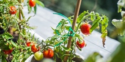 Banner image for Sustainable Renters' Week: Small Space Gardening