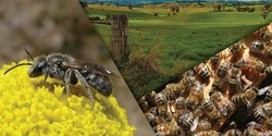Banner image for Powerful Pollinators - West Gippsland and Westernport Victoria