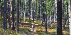 Banner image for Forest Ecology Primer