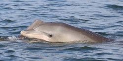 Banner image for Discovering the Gold Coast Dolphins - Community Talk