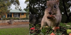 Banner image for Yoga with the Bettongs and Potoroos