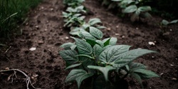 Banner image for Warm Season Vegetable Growing (Online)