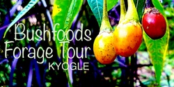 Banner image for Bushfoods & Medicines Forage Tour - Kyogle 